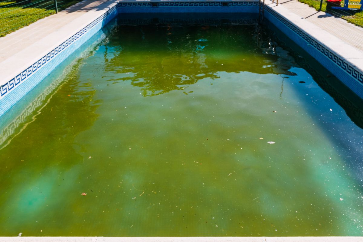 A Guide to Identifying and Removing Algae From Pools